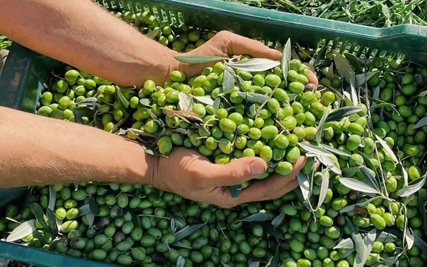 Freshly harvested green olives in hand